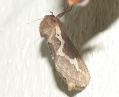 Eudalaca exul