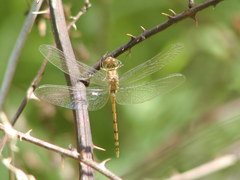 Sympetrum ambiguum