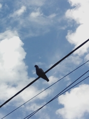 Patagioenas maculosa