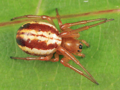 Araneus pratensis