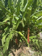 Heliconia rostrata image