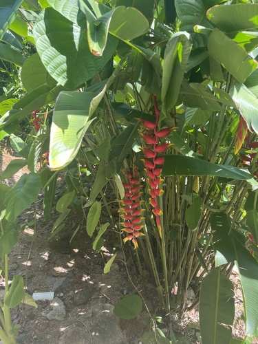 Heliconia rostrata image