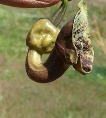Aristolochia bottae