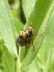Dorycera judea