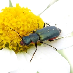 Clanoptilus abdominalis