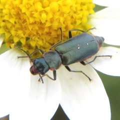 Clanoptilus abdominalis