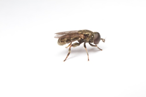 Lesser Bulb Fly photo 3