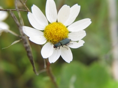 Clanoptilus abdominalis