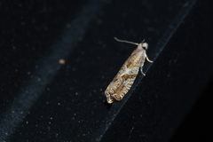 Epinotia solicitana