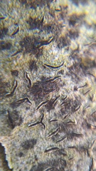 Stigmidium microspilum