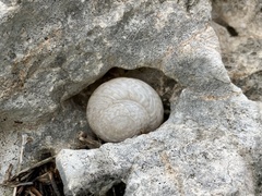 Levantina spiriplana