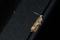 Epinotia solicitana