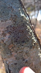 Stigmidium microspilum