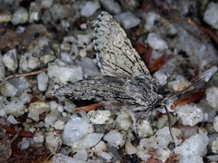 Brachionycha permixta