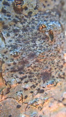 Stigmidium microspilum