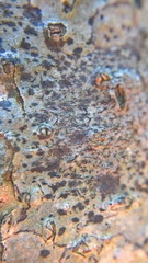 Stigmidium microspilum