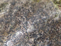 Pseudoschismatomma rufescens