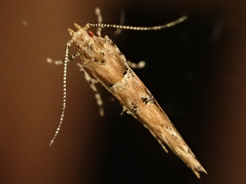 Pyroderces aellotricha (Meyrick, 1889)