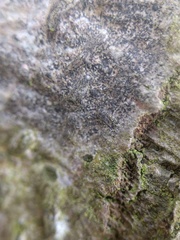 Pseudoschismatomma rufescens