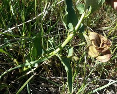 Aristolochia bottae