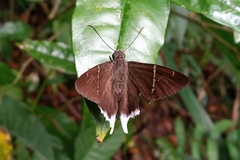 Murgaria doryssus