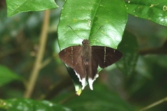 Murgaria doryssus