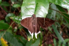 Murgaria doryssus