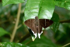Murgaria doryssus
