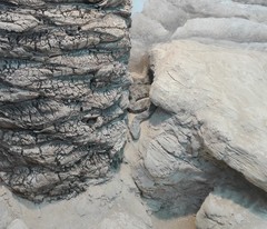 Macrovipera lebetinus