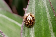 Cteisella confusa