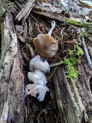 Hypomyces porphyreus