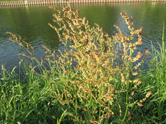 Rumex thyrsiflorus