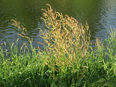 Rumex thyrsiflorus