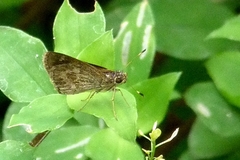 Callimormus corades