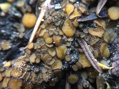 Anthracobia maurilabra