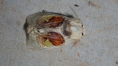 Arrhenophanes perspicilla