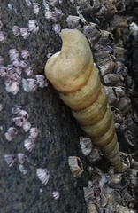 Turritella attenuata