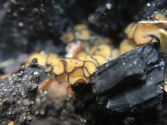 Anthracobia maurilabra