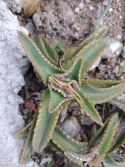 Kalanchoe daigremontiana