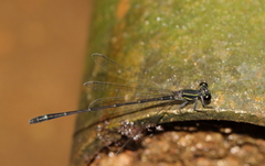 Mortonagrion arthuri