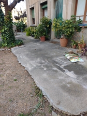 Kalanchoe daigremontiana