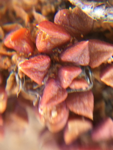 Anacampseros retusa