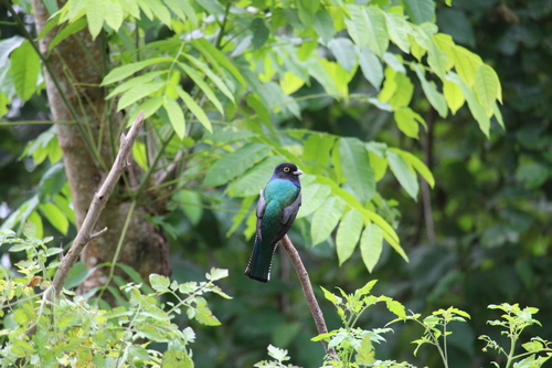 Gouldtrogon (Trogon caligatus)