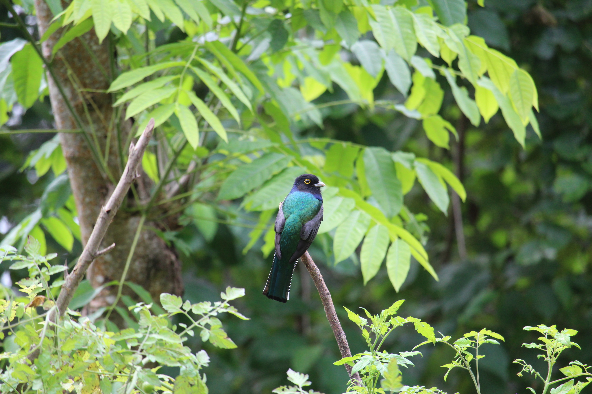 Gartered Violaceous Trogon (Trogon caligatus)