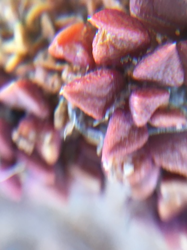 Anacampseros retusa