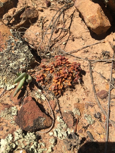 Anacampseros retusa