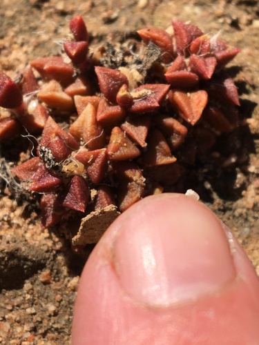 Anacampseros retusa