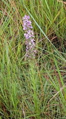 Brachycorythis pubescens