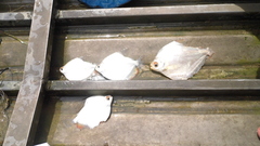 Mylossoma