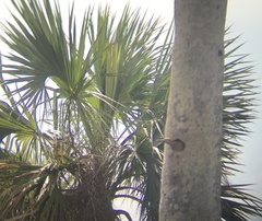 Colaptes fernandinae